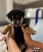 正猛吸珍珠時，下秒狗子跑過來撅起屁股，下了兩滴臭臭…
