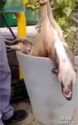 狗狗睡覺被誤為死了，被人五次打臉，鄰居：昨晚干啥去了？