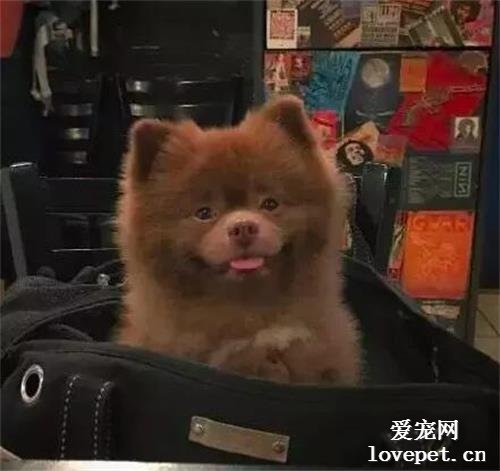 這誰家的小熊，沒人要我抱走了哈！