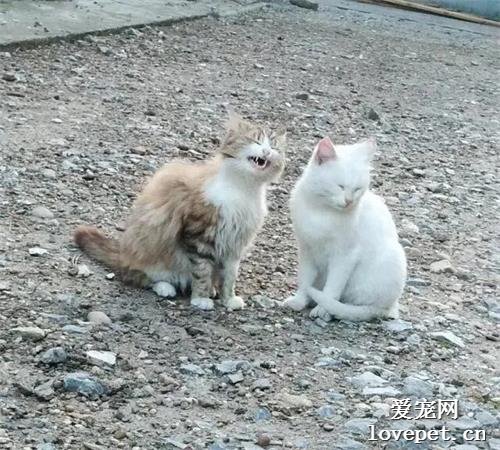 貓想去親同伴，誰知剛湊過去聞同伴就吐了