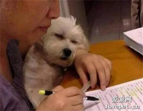 狗子深夜堅持陪主人讀書，沒想到三分鐘后，它就睡成這樣子！
