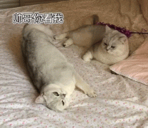 公貓：“被發情母貓纏上了怎么辦啊啊啊？”