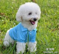 成年泰迪一天吃多少狗糧?