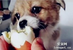 狗狗吃蛋白好還是蛋黃好?