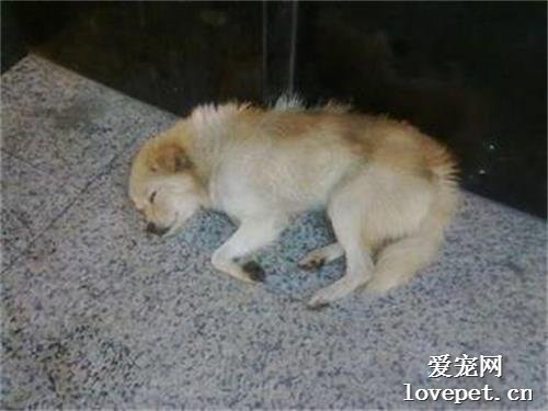 狗狗睡瓷砖有危害吗?