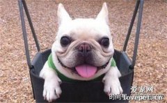 狗被燙傷后的治療方法