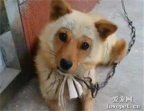 親戚撿到一條小狗，模樣越看越覺得好笑：你爹是哪位？