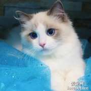 貓咪能吃石榴嗎？