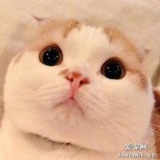 貓可以喝奶茶嗎？