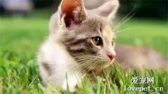 猫能吃栗子吗？