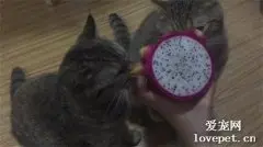 猫咪可以吃火龙果吗