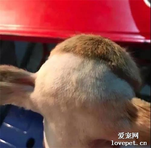 麻麻給狗子偷偷剃頭，小主人崩潰：為什么！