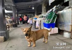 網友遇到一只超帥的狗子，結果多看幾眼后笑噴了：柯基闖的禍！