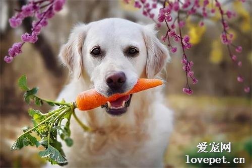 資深養狗：除了狗糧，多給狗吃這7種食物會更好