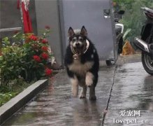 網友把狗子送到老家養，結果幾個月后去接它時：這到底是啥？？？