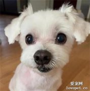 網友給狗子P上一副假牙，它的笑容立馬變得很魔性，笑噴！