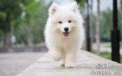 薩摩耶多大換牙?