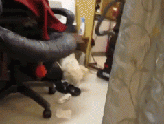 被抓現場，狗子情緒激動