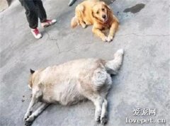 把二哈送回老家讓父母帶，兩個月不到，狗子就全變形了！