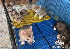 柯基意外懷孕，結果生下寶寶一個月后，鏟屎官慌了：哈士基？
