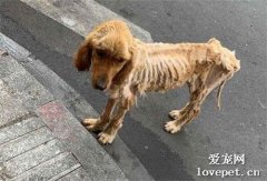 流浪金毛才20多斤，為何被主人遺棄？原因讓人淚目又氣