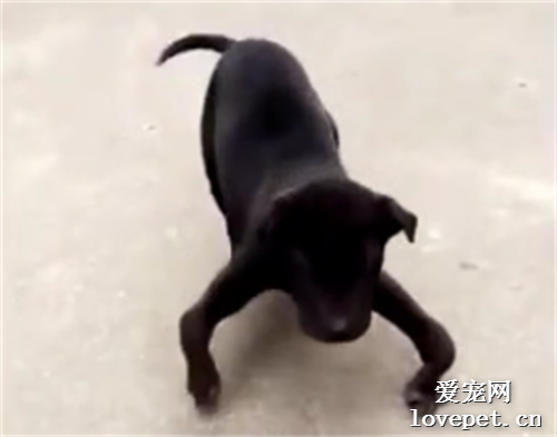 面對狗狗的奇葩日常，鏟屎官們都震驚了！