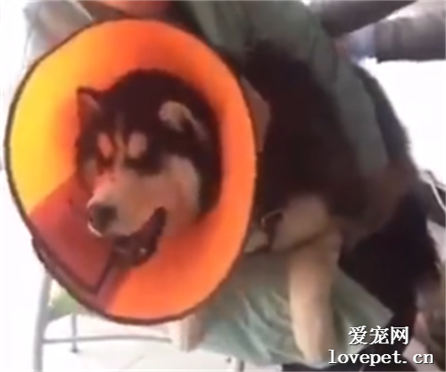 原來這是給哈士奇打針，我還以為殺豬呢！