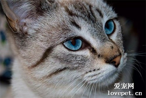8种具有蓝色眼睛的猫咪品种