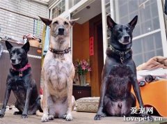 3只狗子目送主人去上班，面露殺氣坐門口：家里交給我們放心！