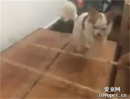 狗不可貌相！這竹竿舞的節奏一般人都跟不上！