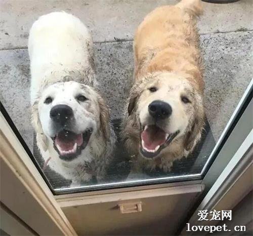 你后悔養狗嗎？鏟屎官：每個月總有那么幾天...