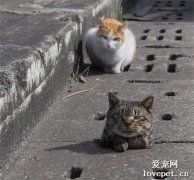 貓咪慘被卡在洞里，它的小伙伴居然干出這事兒，過分至極