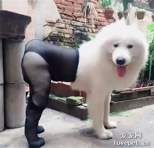 微笑天使薩摩耶被打扮成這樣，好辣眼睛.......