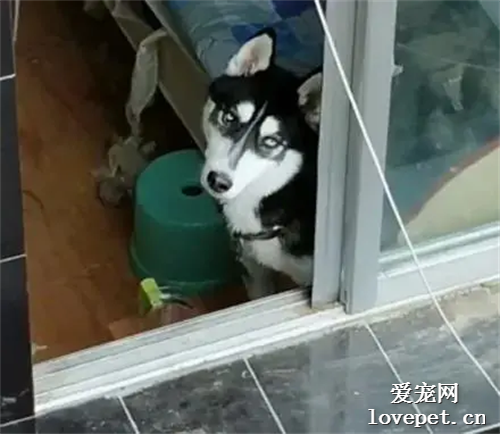 偷拍二哈拆家被它發現，它露出這個眼神，好可怕