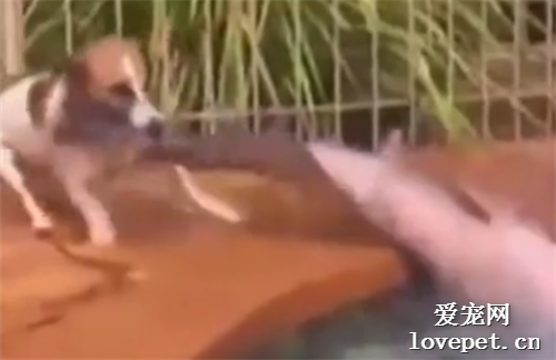 善良狗子把鯰魚從水里“救”出，魚：多管閑事~