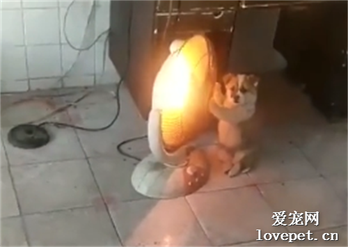 大冬天，毛孩子們取暖的花樣真的是五花八門~
