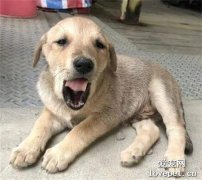 狗子在店里打工一個月，工資條發下來一臉憂桑：打工狗好難！