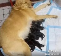 這只金毛讓人心疼，它媳婦生了，生了12只哈士奇……