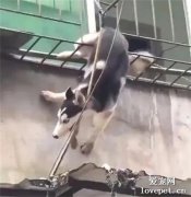下班回家看到二哈在樓上慘叫，抬頭一看又氣又想笑！