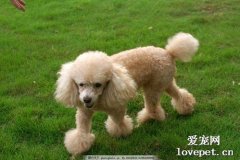 狗狗肛門腺炎的處理