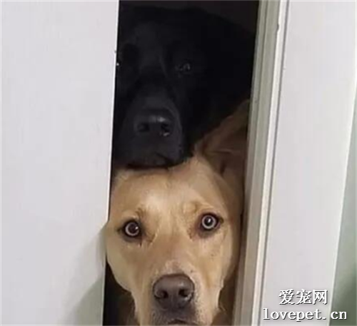 兩只狗狗守著主人上廁所，網友看完卻疑惑：不是一只嗎？