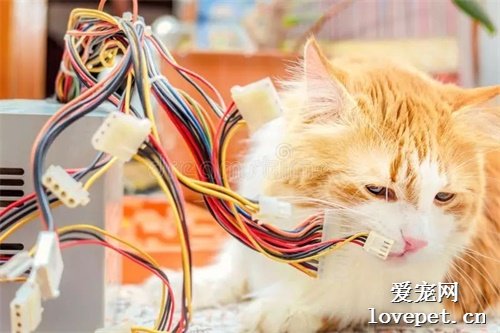 在家养猫，如何防止猫咪抓咬电线？