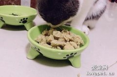 能增进猫咪食欲的食物配方