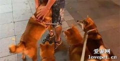 太多狗了好可怕！膽小柴逛街遇4汪，嚇到抱主人大腿