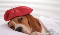狗狗嘔吐的鑒別診斷