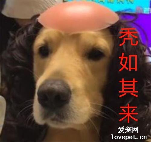 主人給大金毛理發，狗砸一照鏡子傻了：這是什么鬼？
