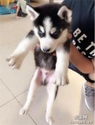 養狗之后才知道的事情：上一秒是幸福，下一秒是災難！