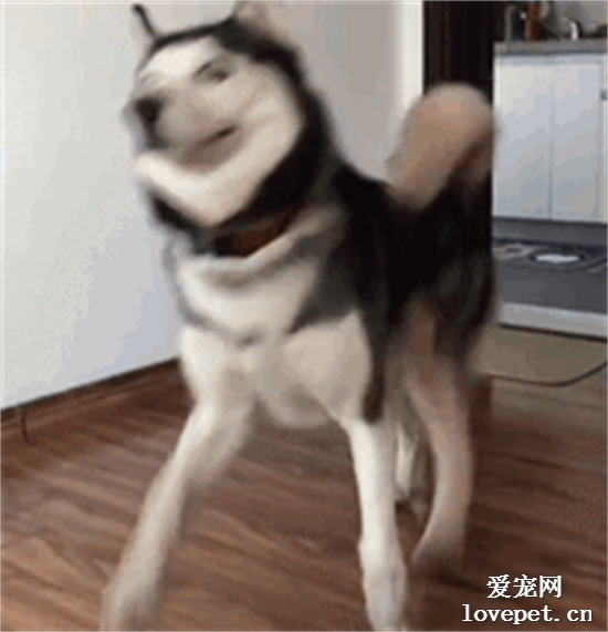 二哈：上廁所干飯去了，太開心了嘿嘿 ????