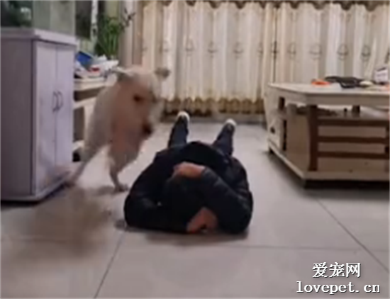 這個視頻告訴你們，在狗子面前暈倒有多慘
