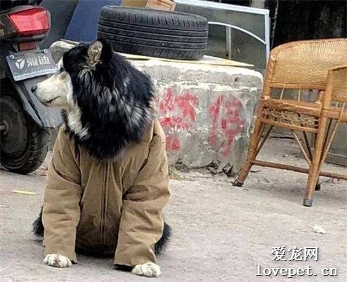南方狗過冬，原來真的跟傳說中是一樣一樣的！